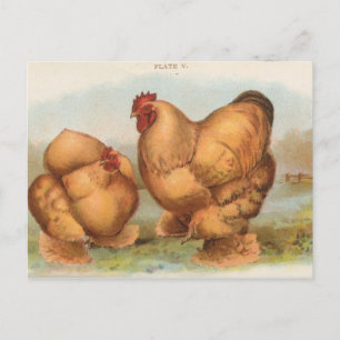 Carte postale vintage "Buff Cochin Chickens"