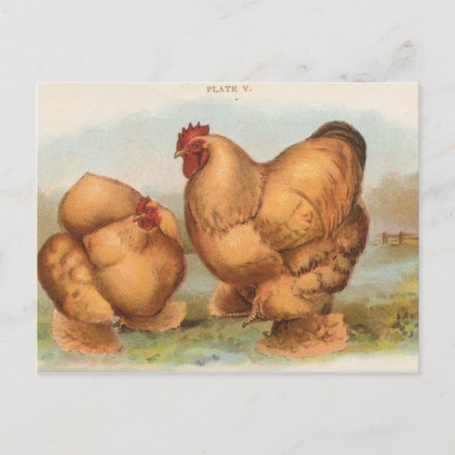 Carte postale vintage "Buff Cochin Chickens" (Devant)