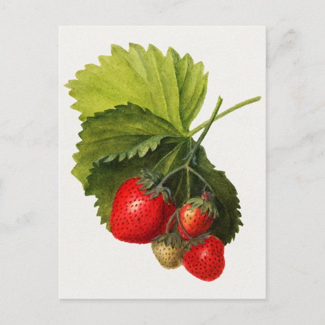 Carte Postale Vintage Bunch of Strawberries Aquarelle Peinture (Devant)