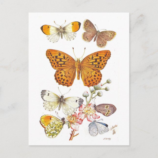Carte Postale Vintage Butterfly Illustration (Devant)