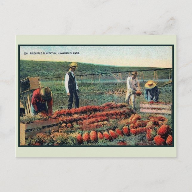 Carte Postale Vintage c 1900 plantation d'ananas Hawaii (Devant)