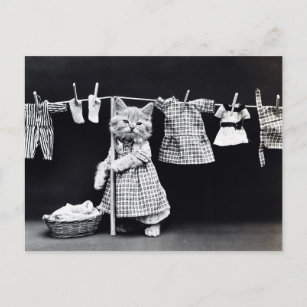 Carte Postale Vintage Cat Hanging Cloths Out to Dry