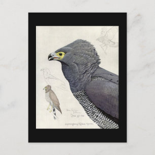 Carte postale Vintage Chicago Art-Abyssinian Birds