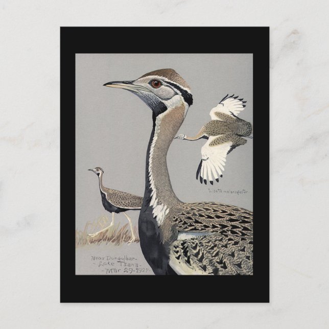 Carte postale Vintage Chicago Art-Abyssinian Birds (Devant)