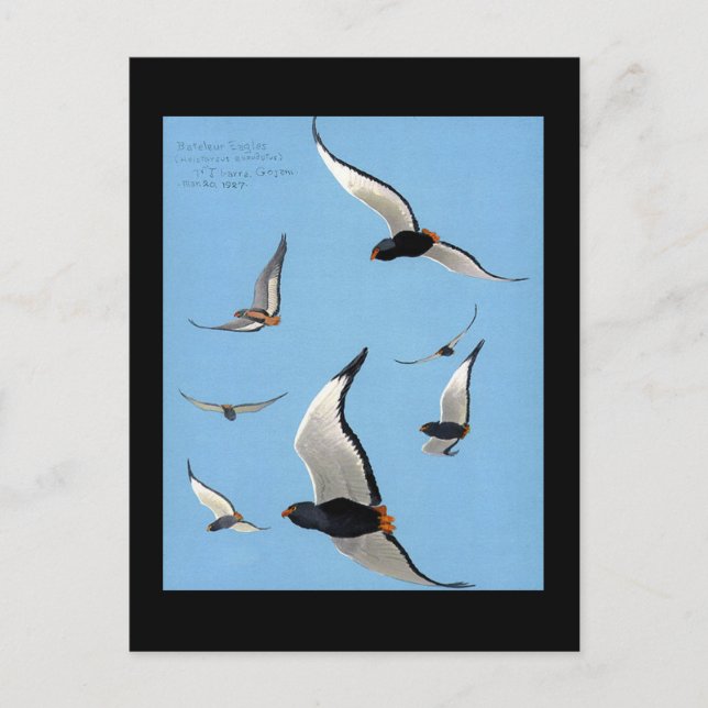 Carte postale Vintage Chicago Art-Abyssinian Birds (Devant)