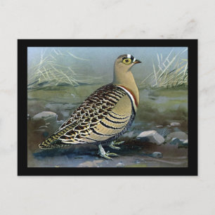 Carte postale Vintage Chicago Art-Abyssinian Birds