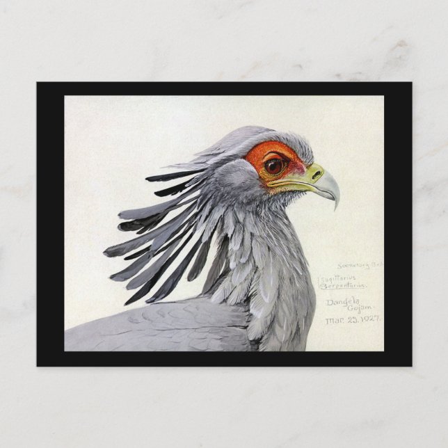 Carte postale Vintage Chicago Art-Abyssinian Birds (Devant)