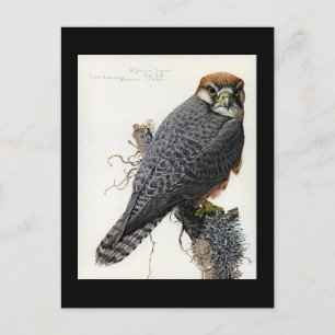 Carte postale Vintage Chicago Art-Abyssinian Birds