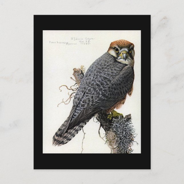 Carte postale Vintage Chicago Art-Abyssinian Birds (Devant)