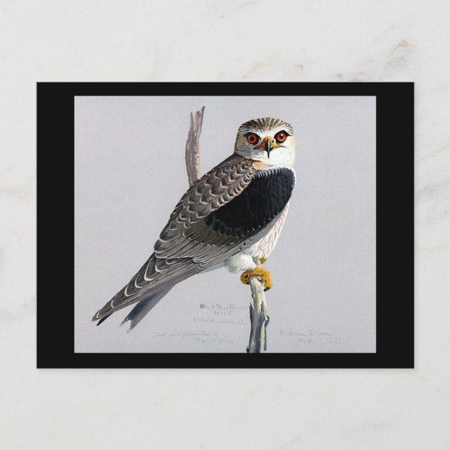 Carte postale Vintage Chicago Art-Abyssinian Birds (Devant)