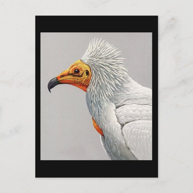 Carte postale Vintage Chicago Art-Abyssinian Birds (Devant)