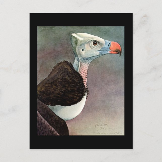 Carte postale Vintage Chicago Art-Abyssinian Birds (Devant)