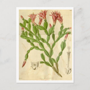 Carte postale Vintage Christmas Cactus Travel