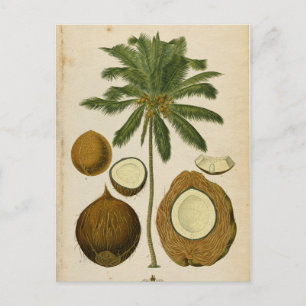 Carte postale vintage Coconut Palm Travel