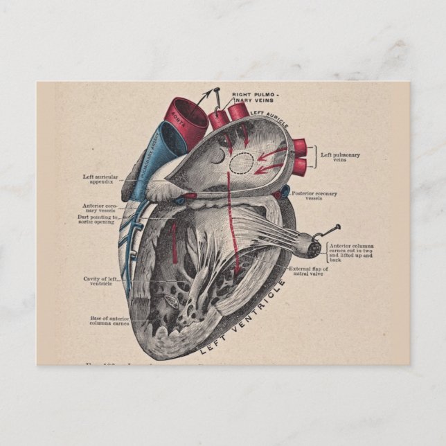 Carte Postale Vintage coeur Cardiovasculaire anatomie du système (Devant)