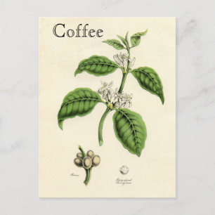 Carte Postale Vintage Coffee Plant