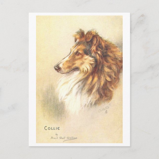 Carte postale vintage Collie (Devant)