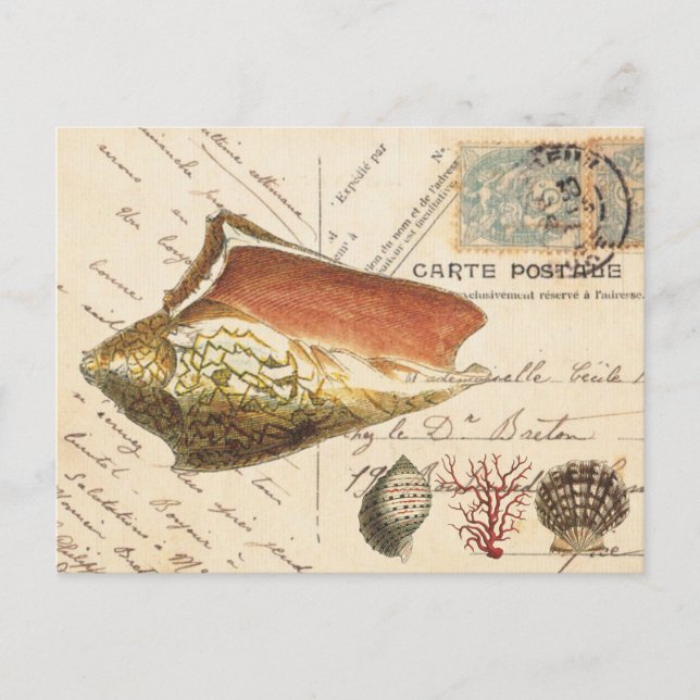 Carte postale vintage Conch Coque et coquillages (Devant)