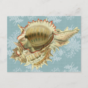 Carte postale vintage coquillage et dentelle bleue