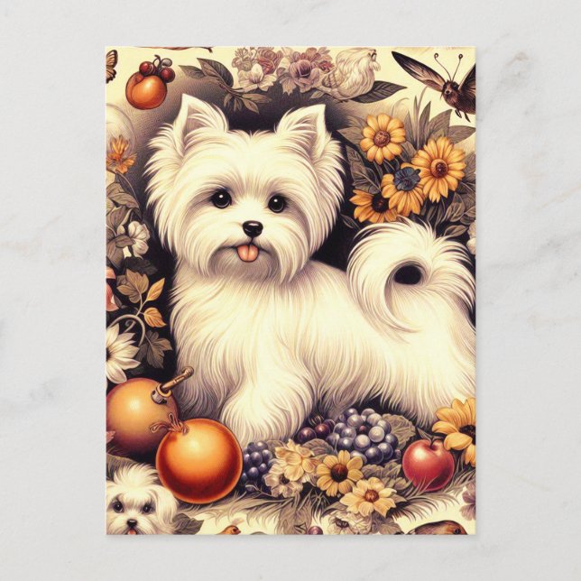 Carte Postale Vintage Cute Maltais (Devant)