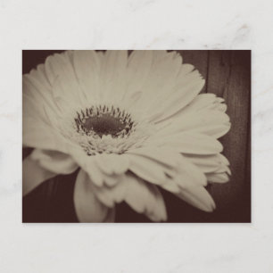 Carte Postale Vintage Daisy