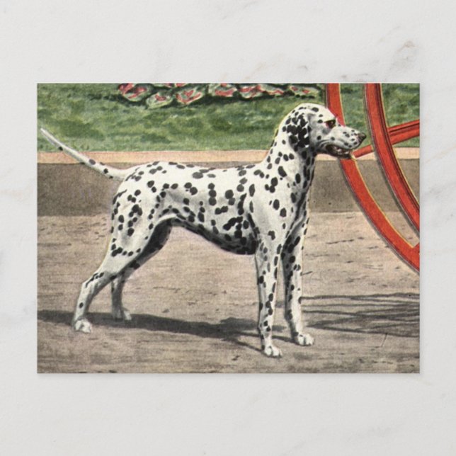 Carte postale Vintage Dalmatie (Devant)