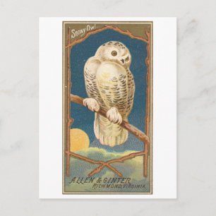 Carte postale vintage de Allen & Ginter représenta