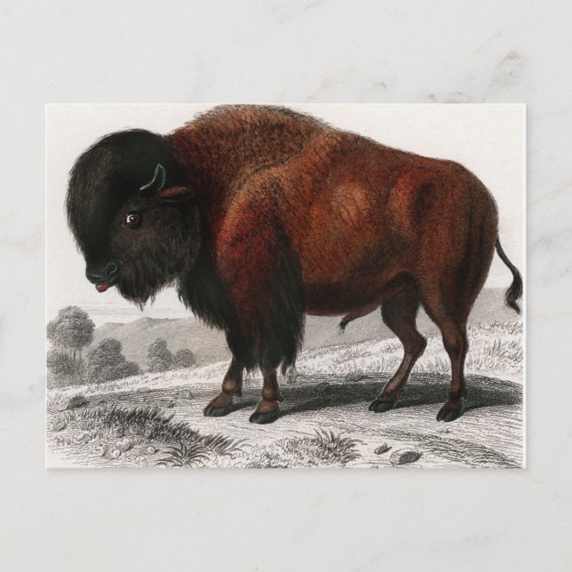 Carte Postale Vintage de bison illustré (Devant)