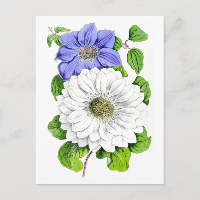 Carte postale Vintage de Clematis bleu et blanc (Devant)
