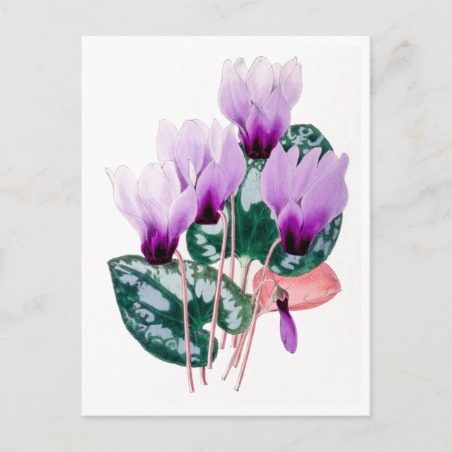 Carte postale Vintage de cyclamen persan (Devant)