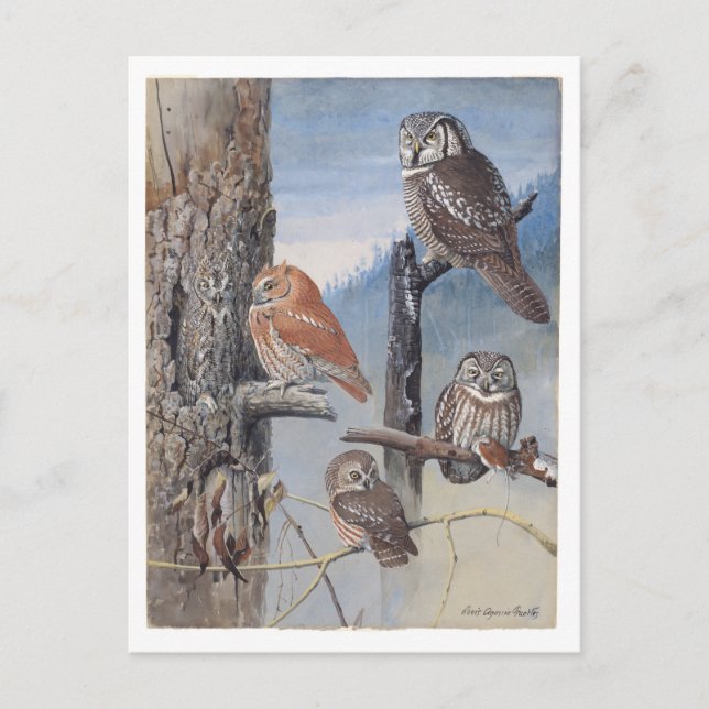 Carte postale vintage de hibou (Devant)