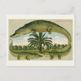 Carte postale vintage de l'alligator