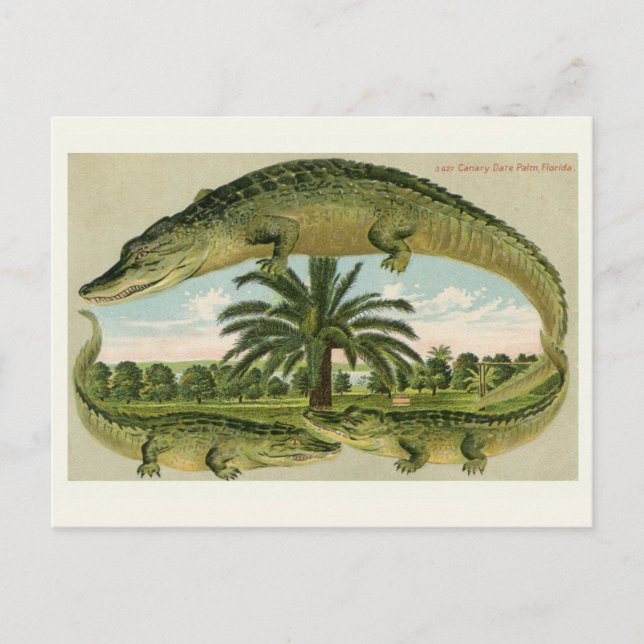 Carte postale vintage de l'alligator (Devant)
