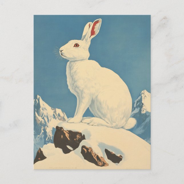 Carte Postale Vintage de lièvre arctique (Devant)