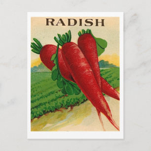 Carte postale vintage de paquets de graines de rad