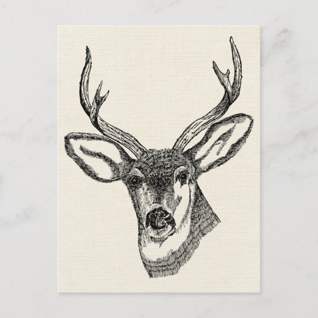 Carte Postale Vintage Deer (Devant)