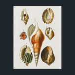 Carte Postale Vintage Différents types de mollusques coquilles<br><div class="desc">Différents types de mollusques Cartes postales du Dictionnaire Universel D'histoire Naturelle de Charles Dessalines D'Orbigny (1806-1876). Cette illustration scientifique montre différents types de coquilles à mollusques.</div>