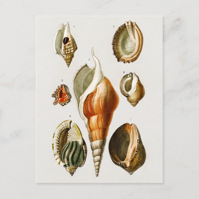 Carte Postale Vintage Différents types de mollusques coquilles (Devant)