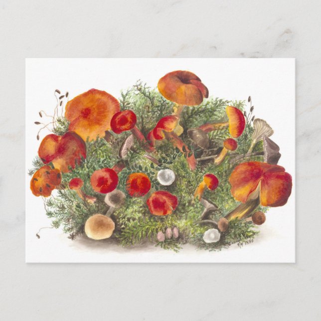 Carte postale vintage d'illustration botanique (Devant)