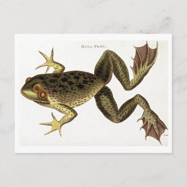 Carte postale vintage d'illustration de grenouille (Devant)