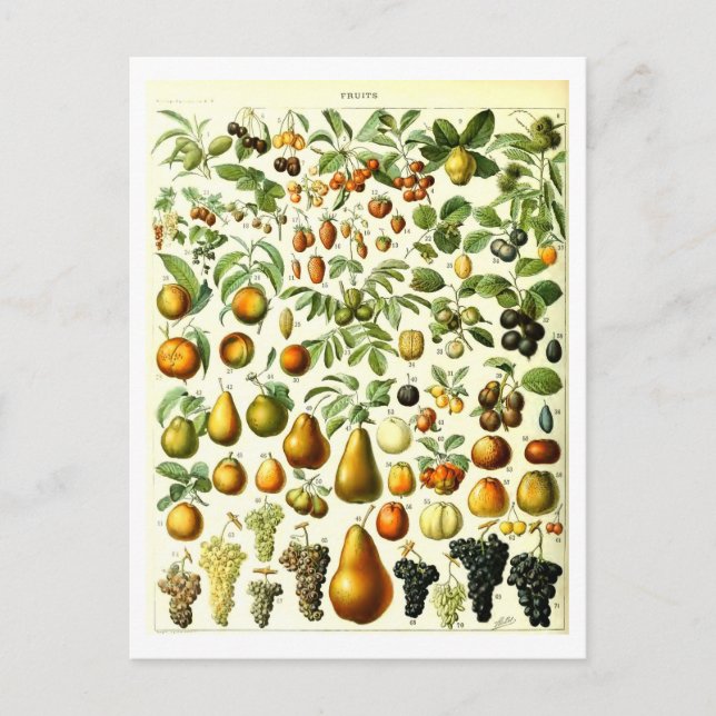 Carte postale vintage d'illustration végétale de f (Devant)