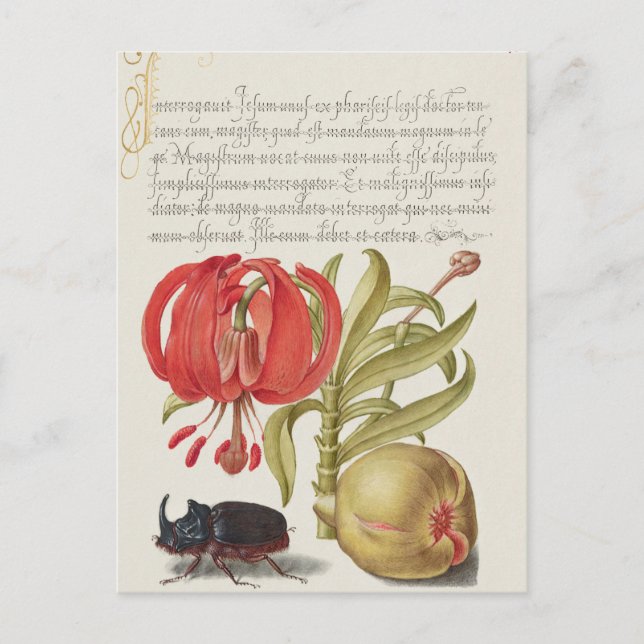 Carte postale vintage d'illustrations botaniques (Devant)