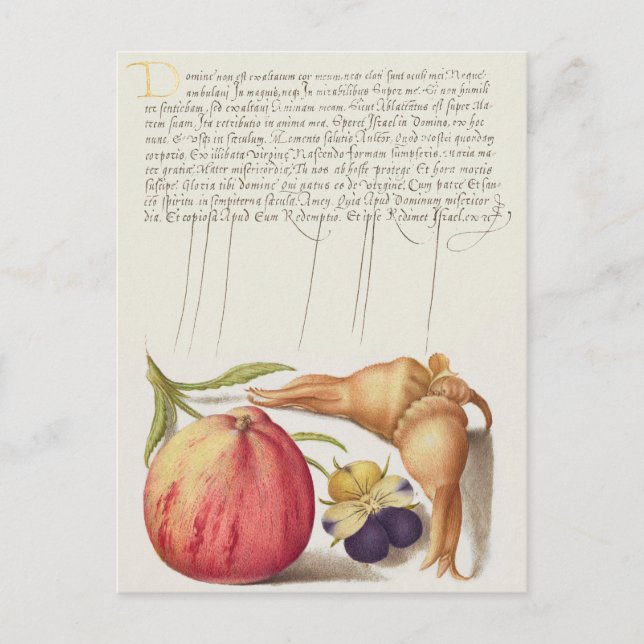 Carte postale vintage d'illustrations botaniques (Devant)