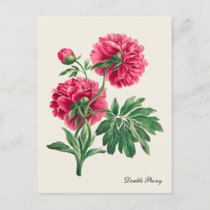 Carte postale vintage Double Peony