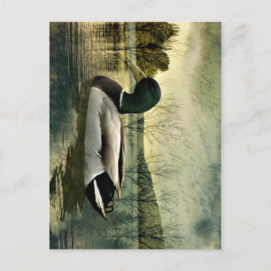 Carte postale vintage du canard colvert altérée