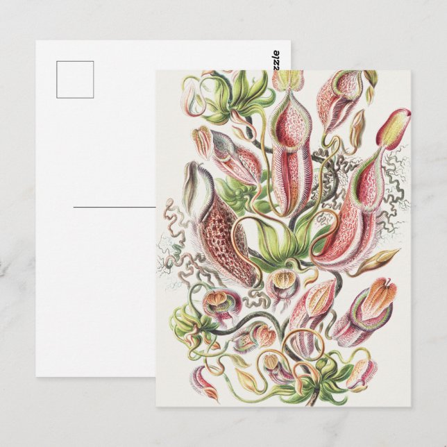 Carte Postale Vintage Ernst Haeckel Plante Pitcher Botanique (Devant / Derrière)