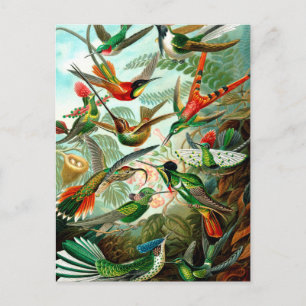 Carte Postale Vintage Ernst Haeckels Kunstformen der Natur, Bird