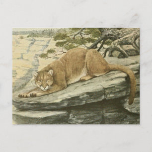 Carte Postale Vintage Felis Couguar (Lion de Montagne)