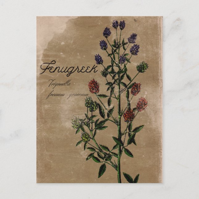 Carte postale vintage Fenugrec Herbe (Devant)