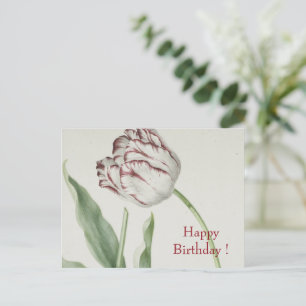 Carte Postale Vintage Fine Art, Tulipe Rouge et Blanche Annivers